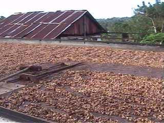 Barca&ccedil;a da Fazenda Sossego.